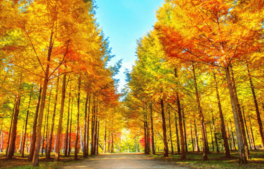 Tour Busan – Daegu – Seoul 6N5Đ | Bay Vietnam Airlines – Trọn Vẹn Hàn Quốc