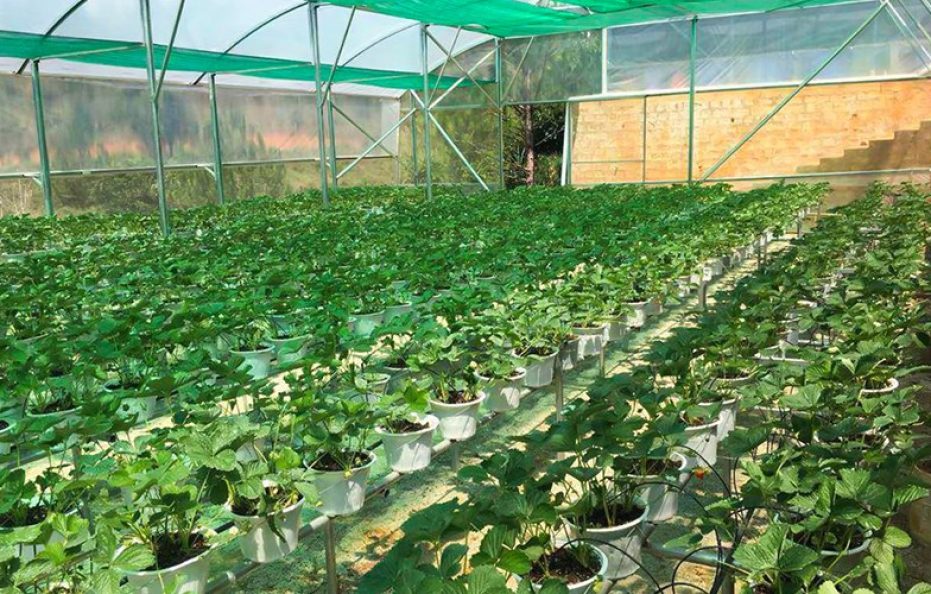 Terracotta Hotel & Resort Đà Lạt