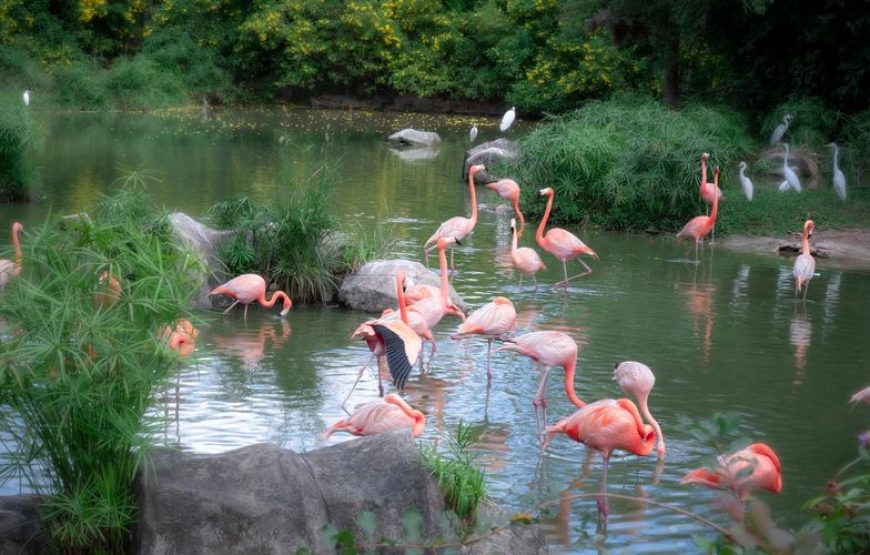 Vé Vinpearl Safari Phú Quốc