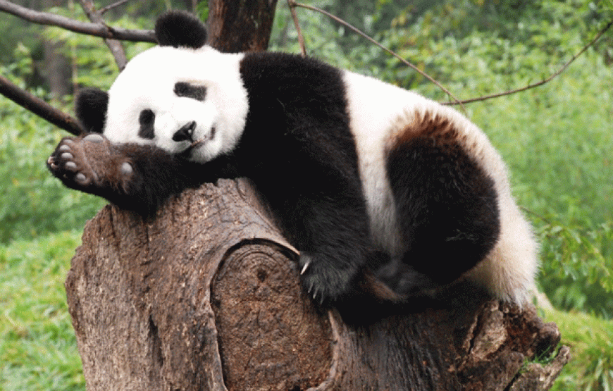 Tour Trùng Khánh – Thành Đô – Nga Mi – Lạc Sơn – Cửu Trại Câu 7N7Đ